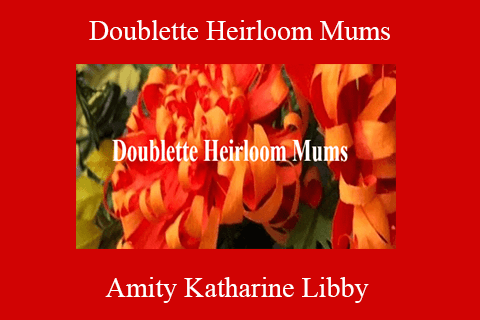 Amity Katharine Libby – Doublette Heirloom Mums