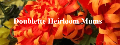 Amity Katharine Libby - Doublette Heirloom Mums