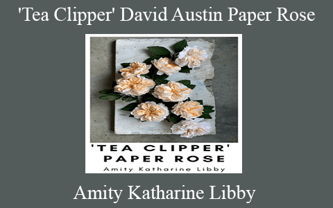 Amity Katharine Libby – ‘Tea Clipper’ David Austin Paper Rose