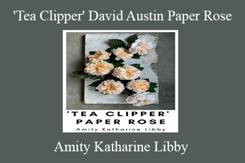 Amity Katharine Libby – ‘Tea Clipper’ David Austin Paper Rose